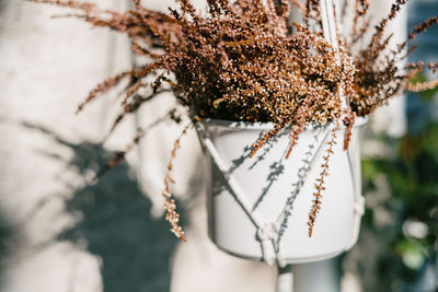 Close-up of red flower hanging on plant