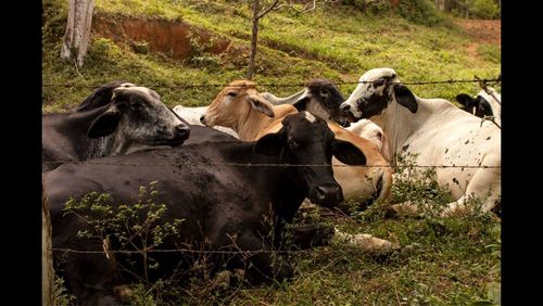 Grass grazing on field