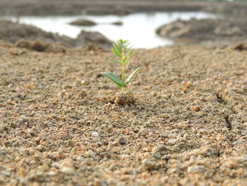 Close-up of small plant growing on field