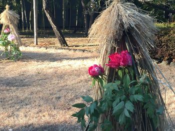 Flowers growing on tree