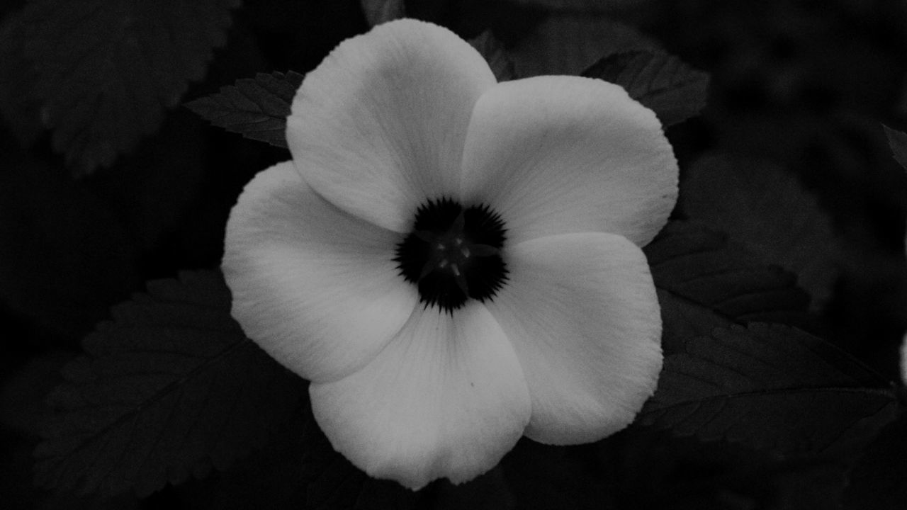 CLOSE-UP OF WHITE FLOWER ON PLANT