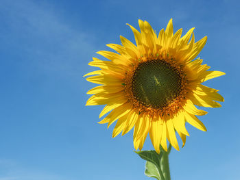 Low angle view of sunflower against sky