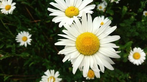 Close-up of daisy flowers