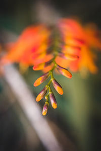 Close-up of yellow flowering plant