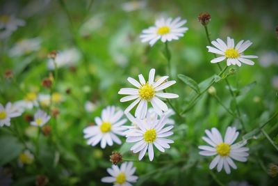 Close-up of white flowers blooming outdoors