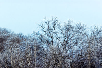 Close-up of bare trees against clear sky