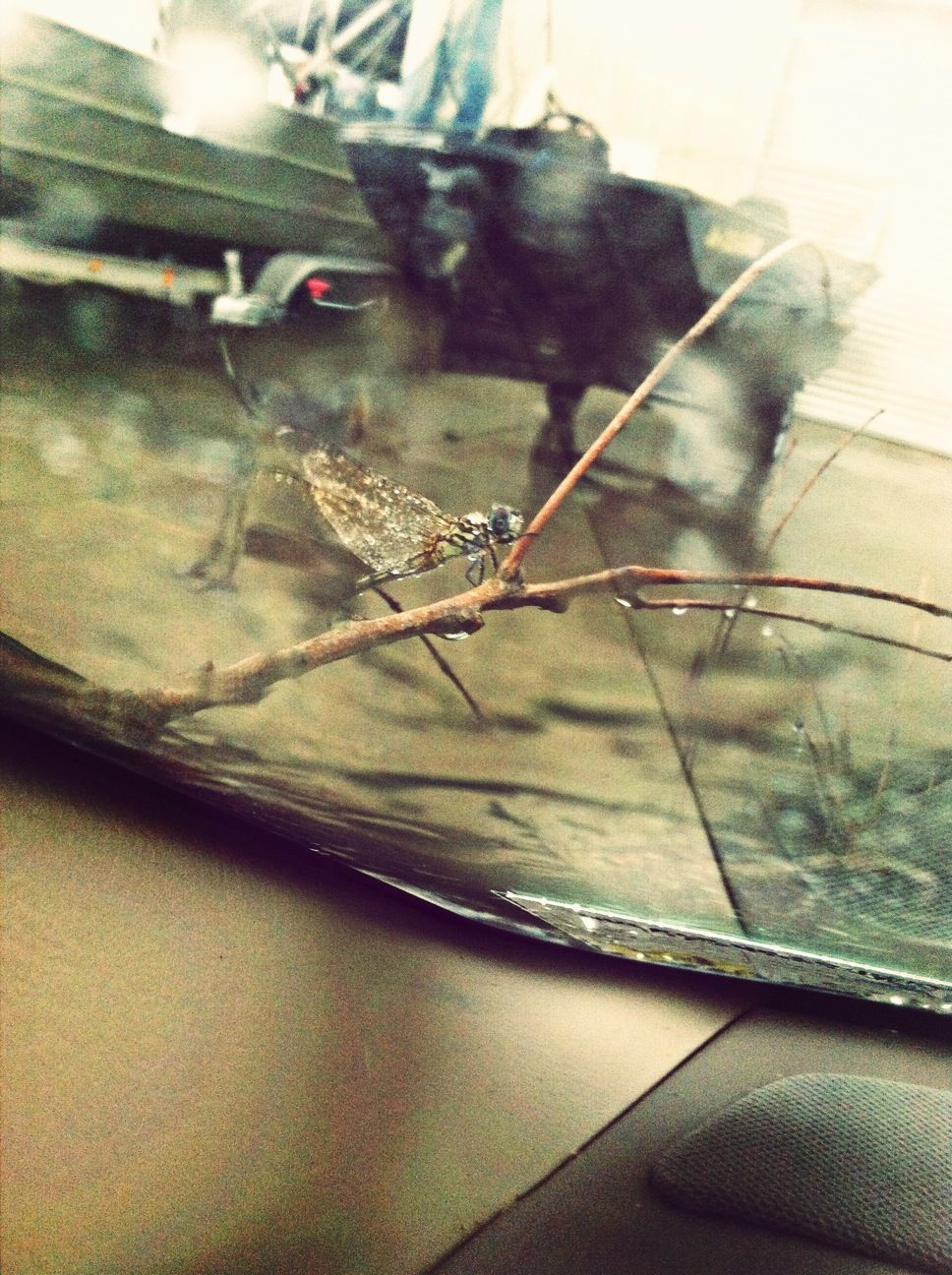 This dragonfly on a stick #aftermath #rain #woah