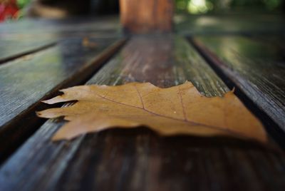 Close-up of dry leaf on wood