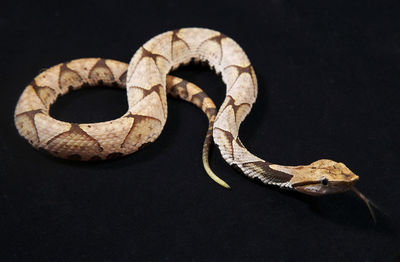 High angle view of snake against black background