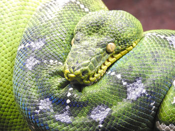 Close-up of turtle in zoo