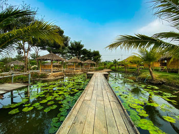 Footpath amidst palm trees against sky
