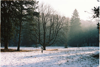 Bare trees on snow covered field against sky