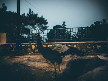 View of bird against sky