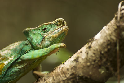 Close-up of lizard on tree