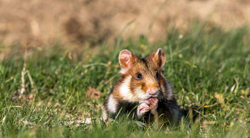 Close-up of squirrel on field