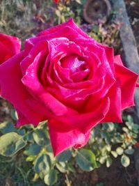 Close-up of pink rose blooming outdoors