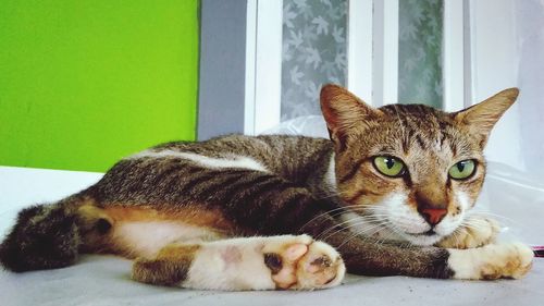 Close-up portrait of a cat resting