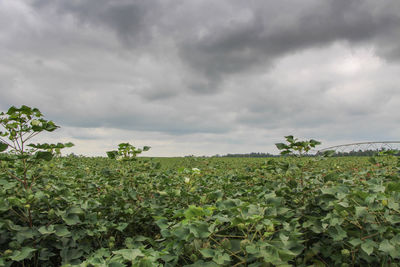 Plants growing on field against cloudy sky