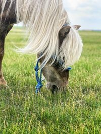 View of an animal on field