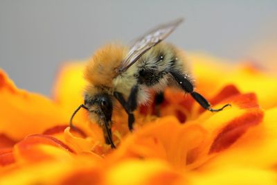 Close-up of insect on orange flower