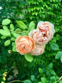 Close-up of rose roses