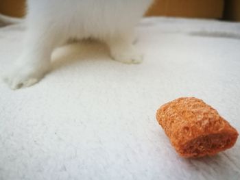 Close-up of cat on table