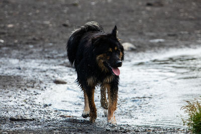 Dog standing on wet land