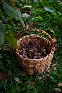 Wicker basket wich hazelnuts standing on the grass under a tree