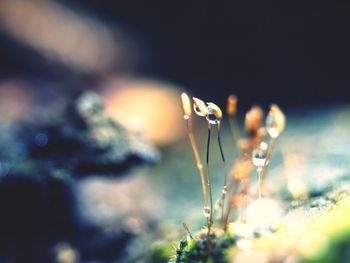 Close-up of plants at night