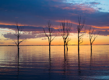 Silhouette plants by sea against sky during sunset