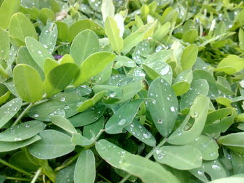 Close-up of wet plants