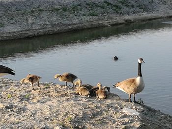 Flock of birds in lake