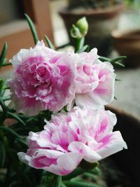 Close-up of pink flower