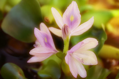 Close-up of pink flowering plant