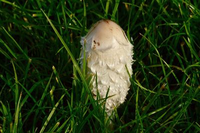 Bird perching on grass