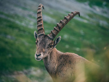 Portrait of deer standing on field