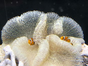 Close-up of fish in sea