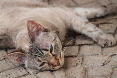 Close-up of a cat sleeping