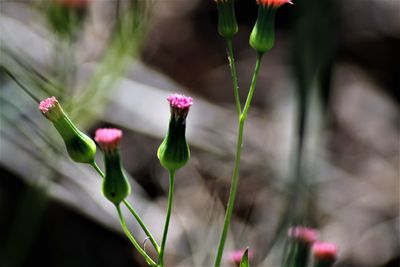 Close-up of pink flowers