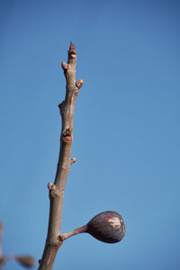 Branch with fig with bright blue sky