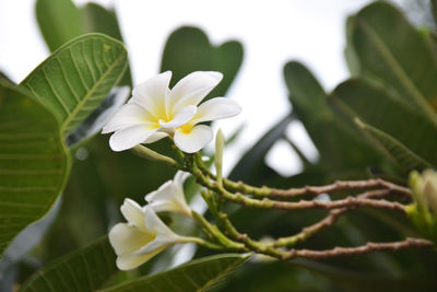 Close-up of white flowering plant leaves