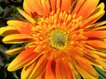 Close-up of orange flower