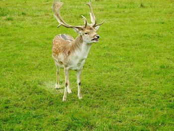 Deer on field