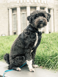 Close-up of dog sitting on grass