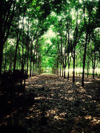 Road passing through forest