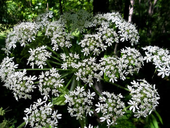 White flowering plants