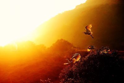 Bird flying over landscape against sky during sunset