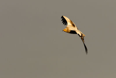 Low angle view of eagle flying against clear sky