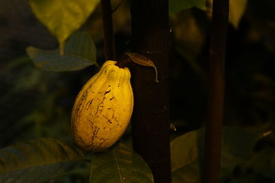 Close-up of fruit on tree