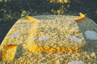 Close-up of yellow leaf on snow